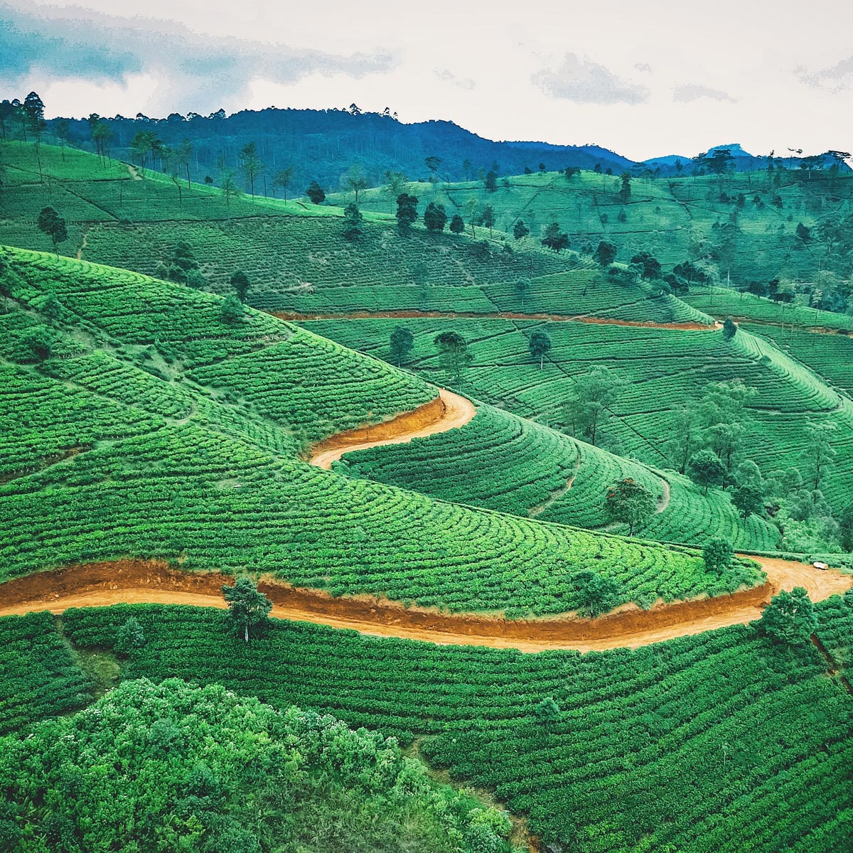 Discover Sri Lanka!