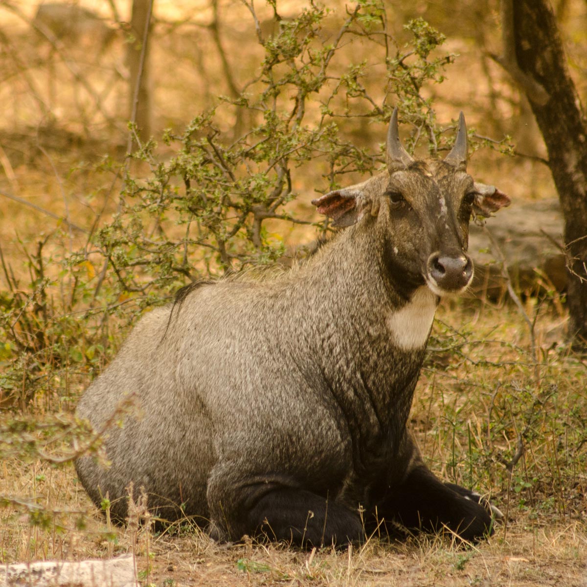 Wildlife Sanctuaries in India