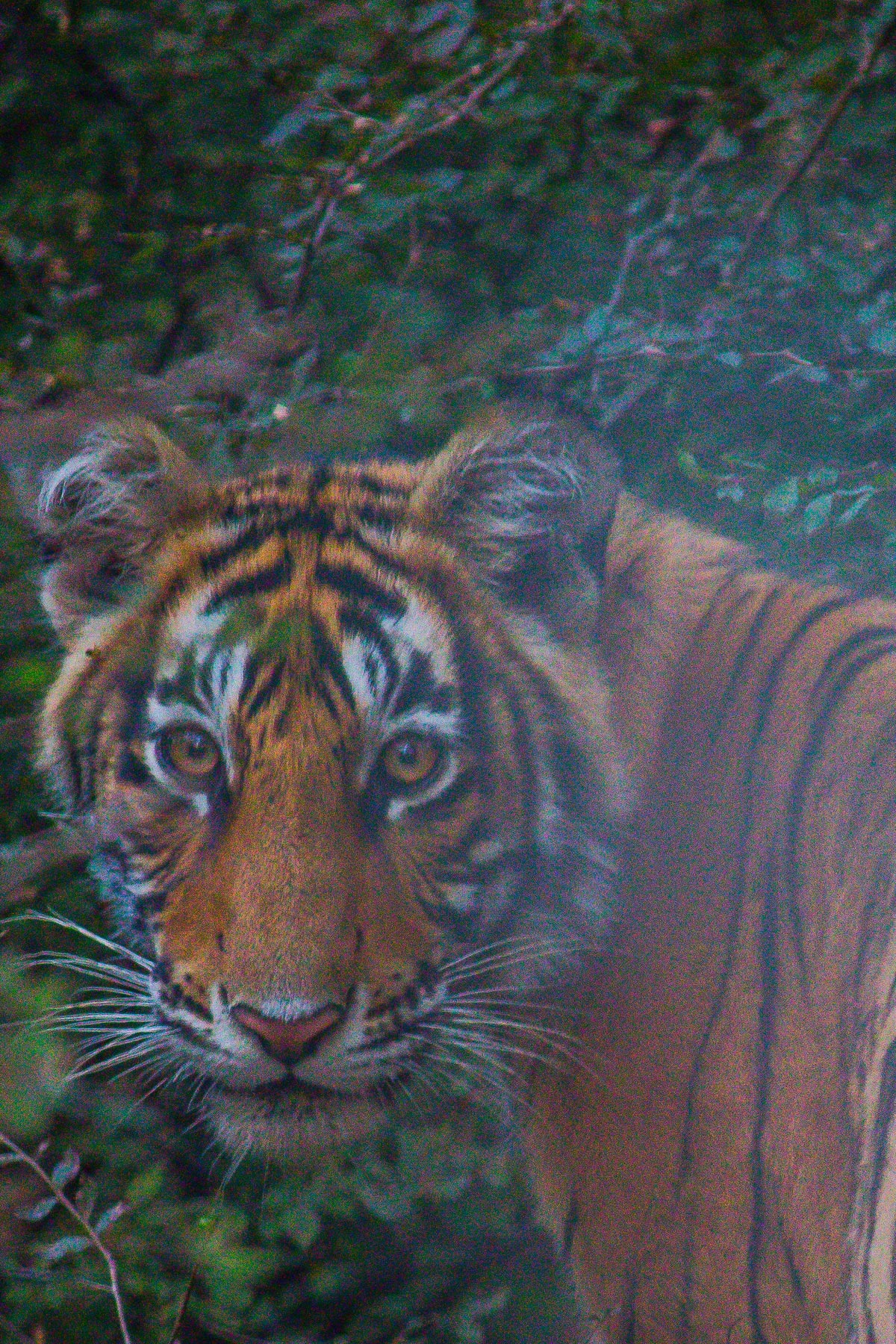 Ranthambore