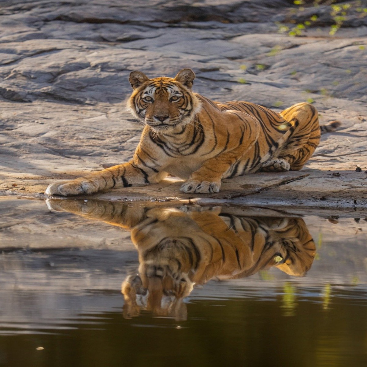 Golden Triangle with Ranthambore
