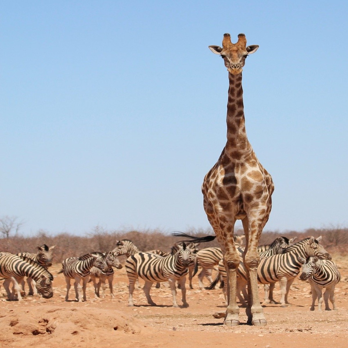 Unique Safaris in Africa: The Trip of a Lifetime