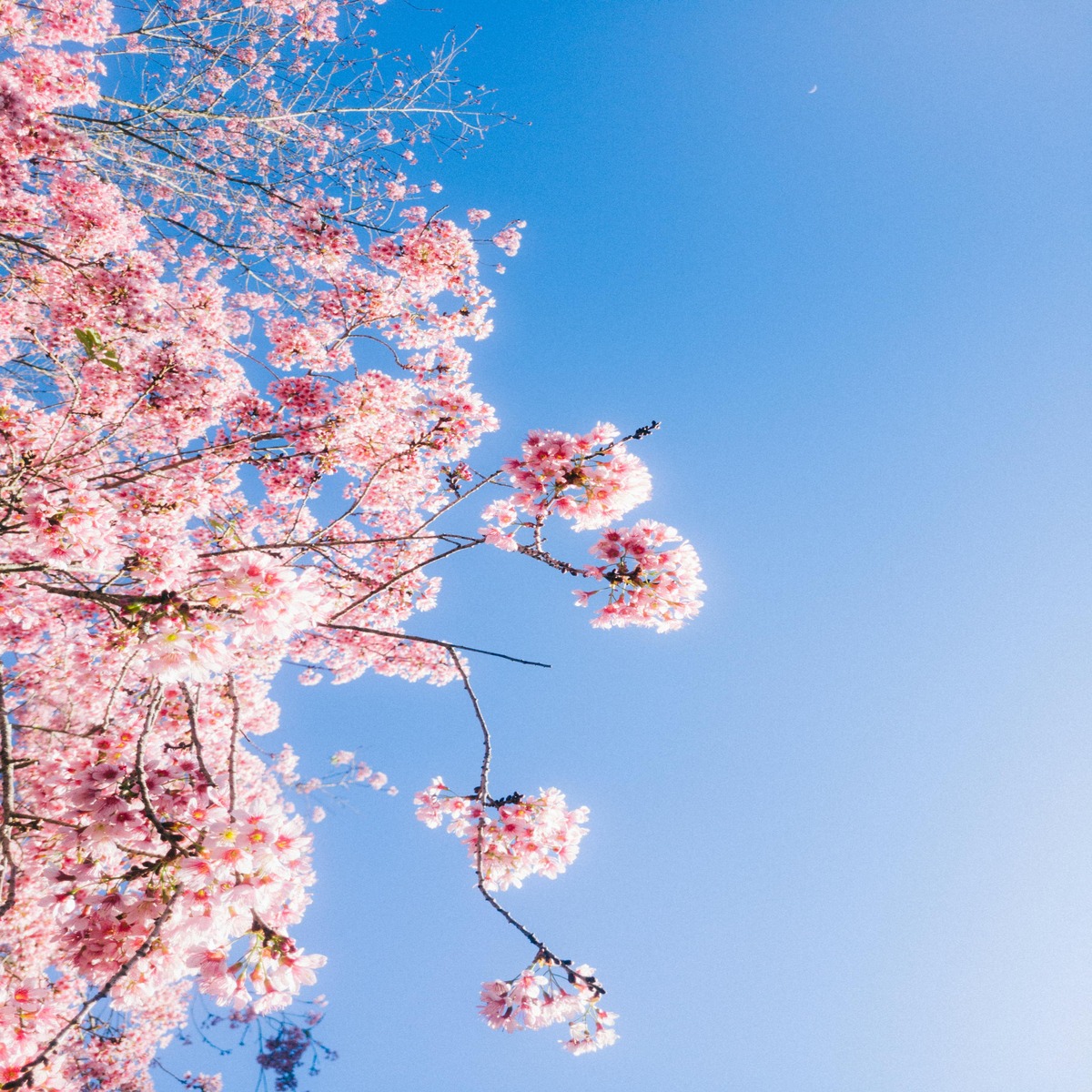 Japan’s Timeless Charm Unfolded