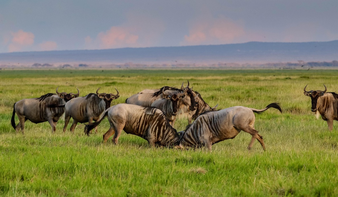 Wild Beauty of Tanzania