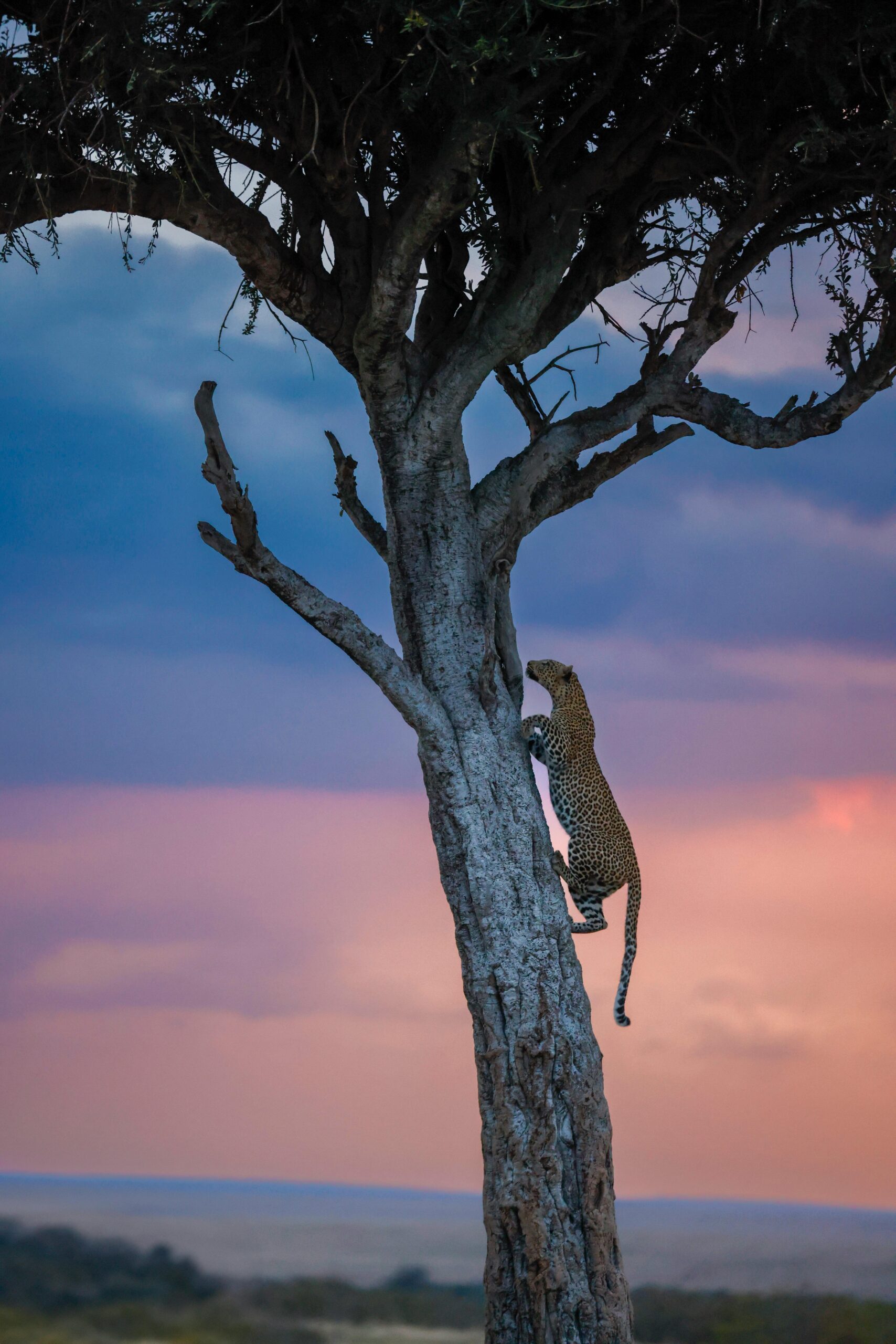 Marvels of Kenya