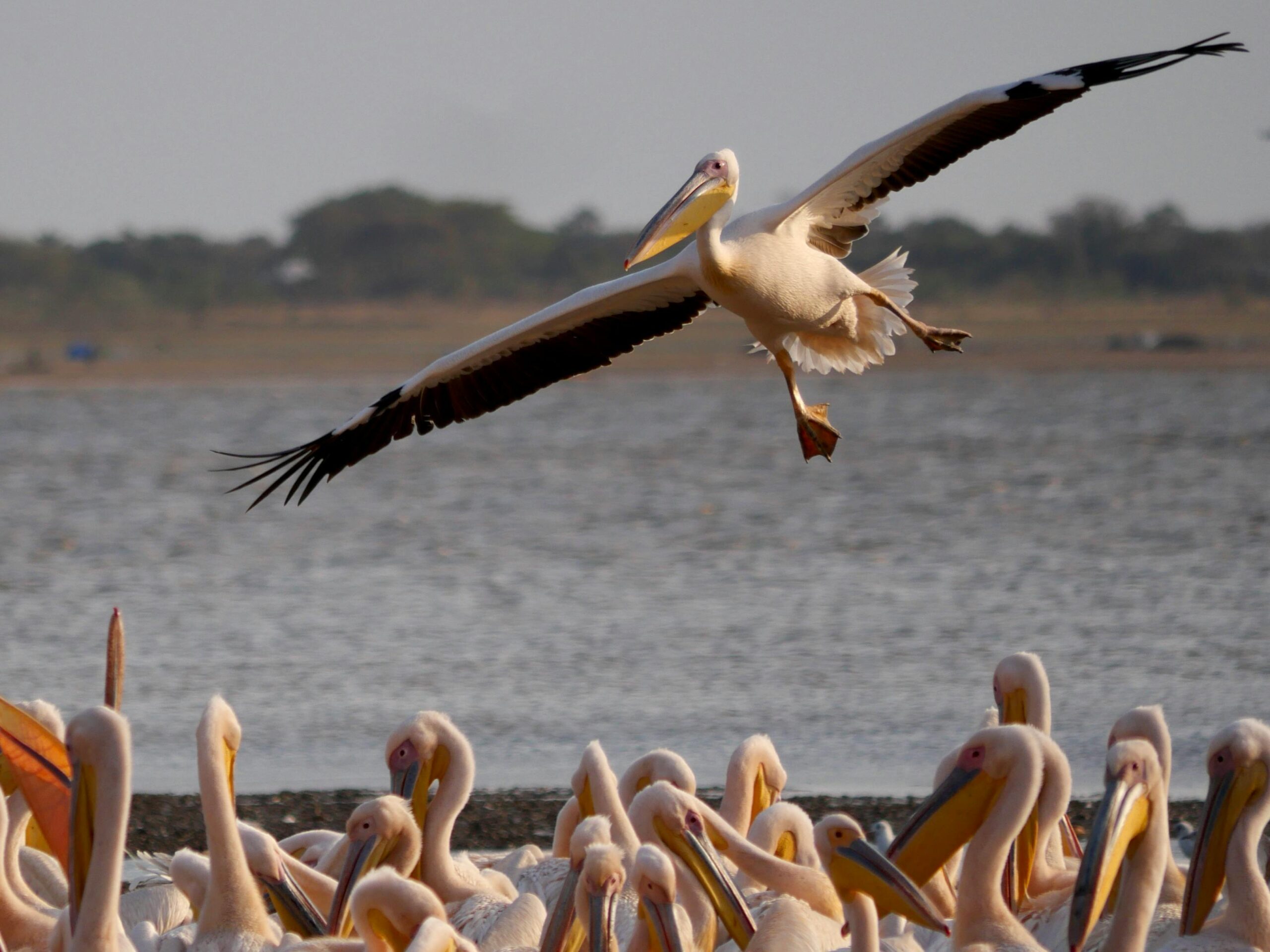 Wild Beauty of Tanzania