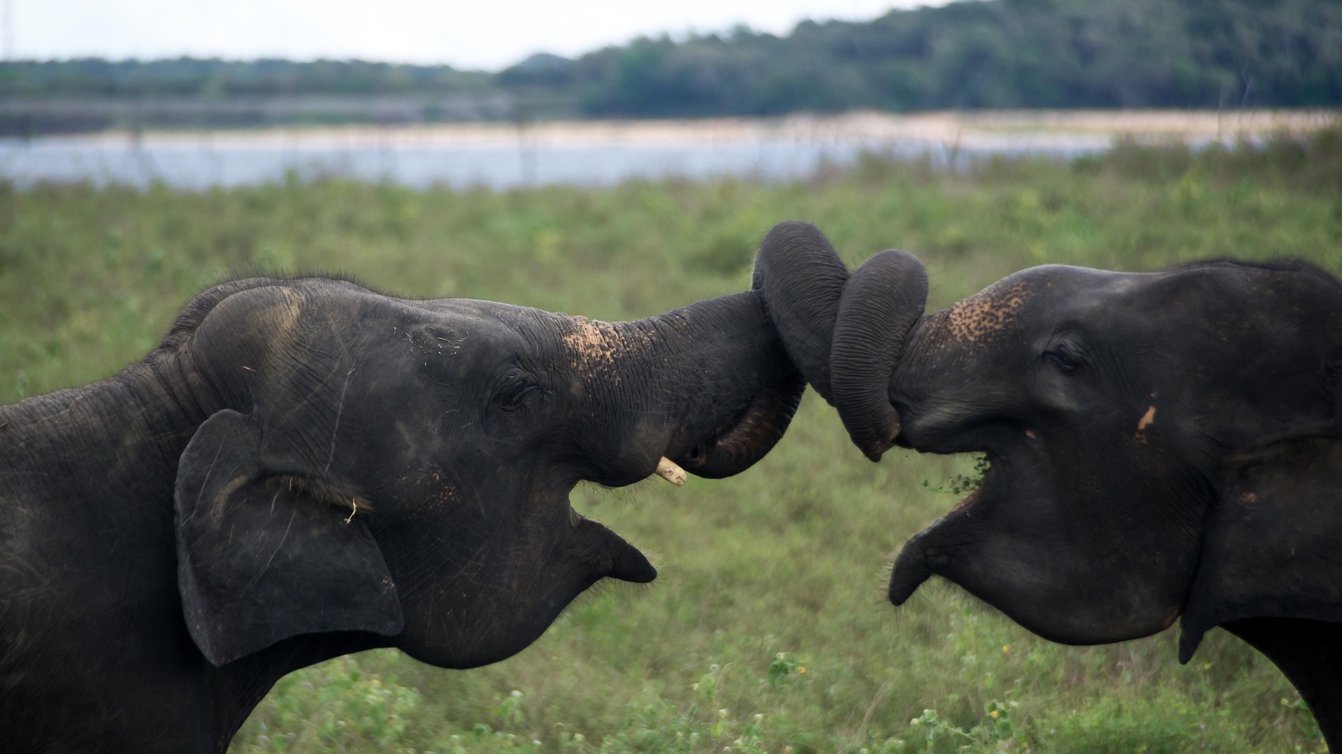 Sri Lanka Heritage & Wildlife Wonders